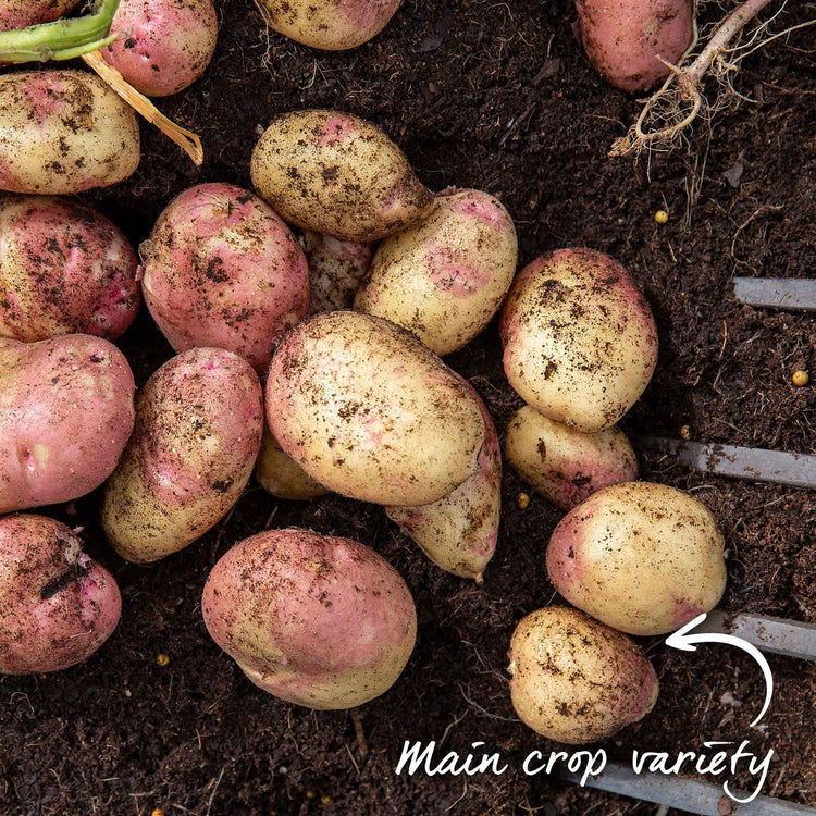 Seed Potato Grow Kit Taster Pack