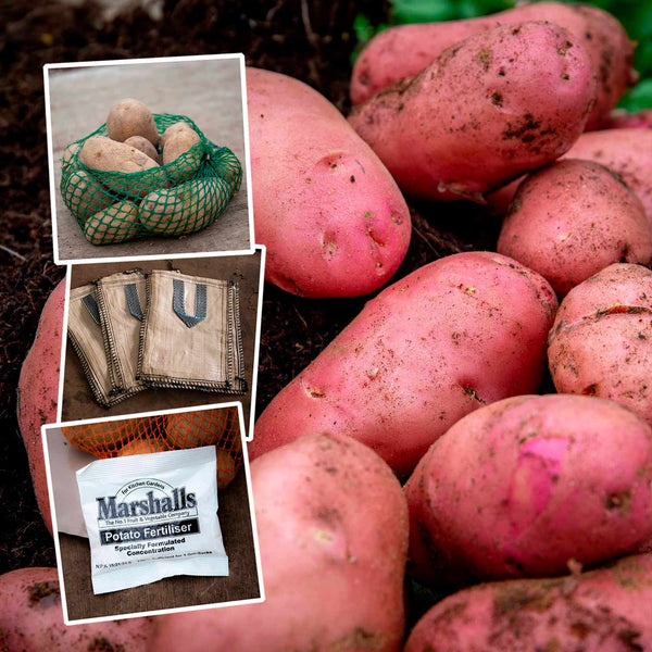 Seed Potato Grow Kit 'Desiree'