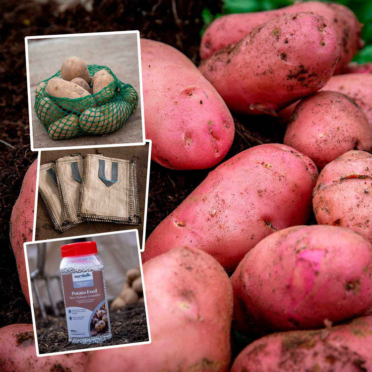 Seed Potato Grow Kit 'Desiree'
