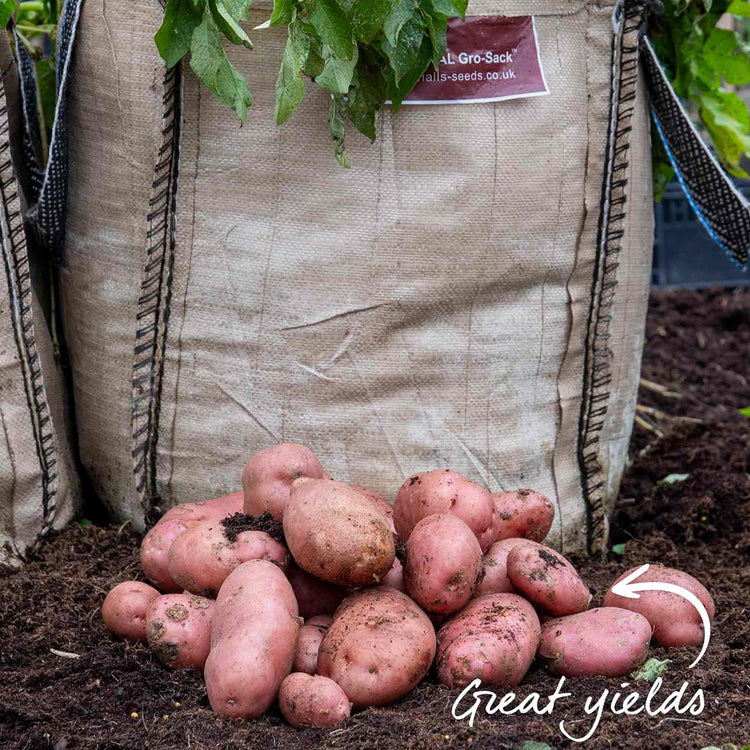 Seed Potato Grow Kit 'Desiree'