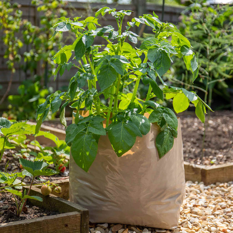 Potato Planter Bags