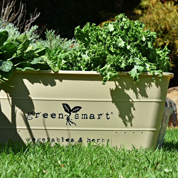 Self Watering Vegetable Growing Trough - Cream