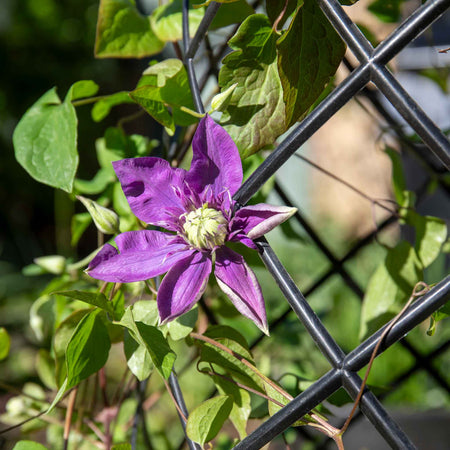 Clematis 'Taiga'