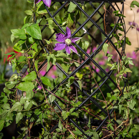 Clematis 'Taiga'