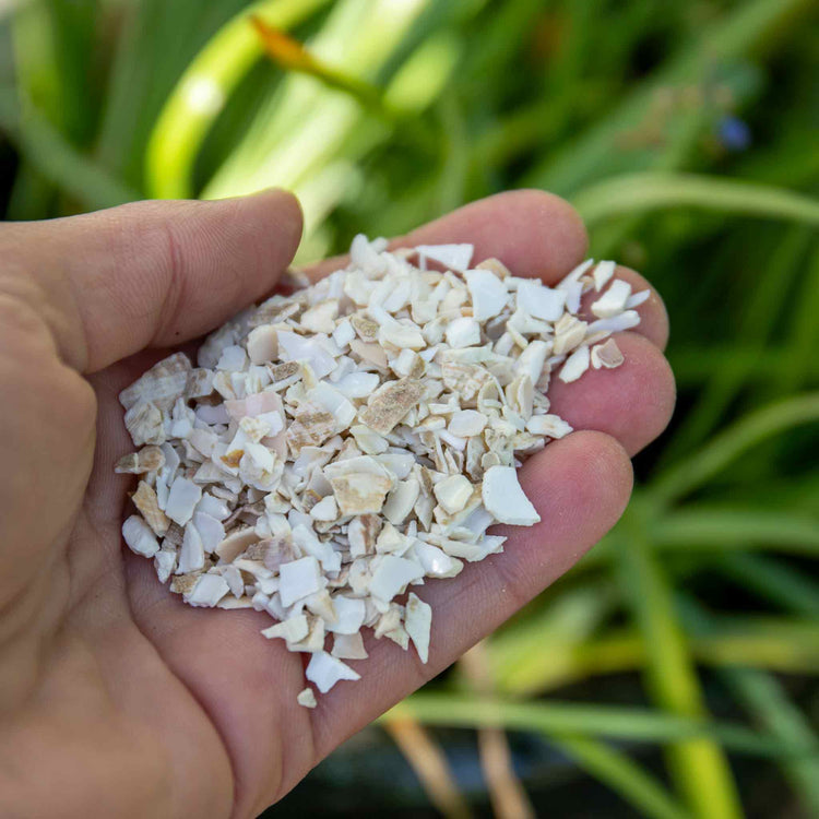 Shell on Earth Crushed Whelk Shells | Marshalls Garden