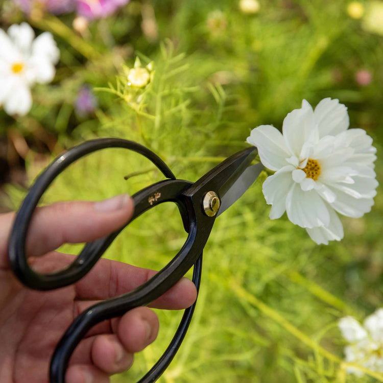 Niwaki Higurashi Scissors