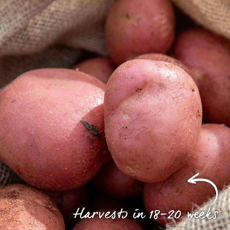 Albert Bartlett Seed Potato 'Rooster'