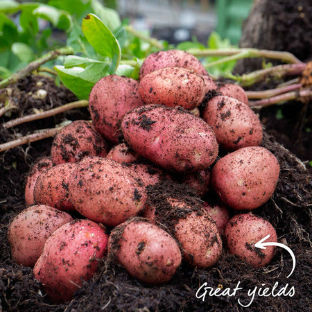 Albert Bartlett Seed Potato 'Rooster'