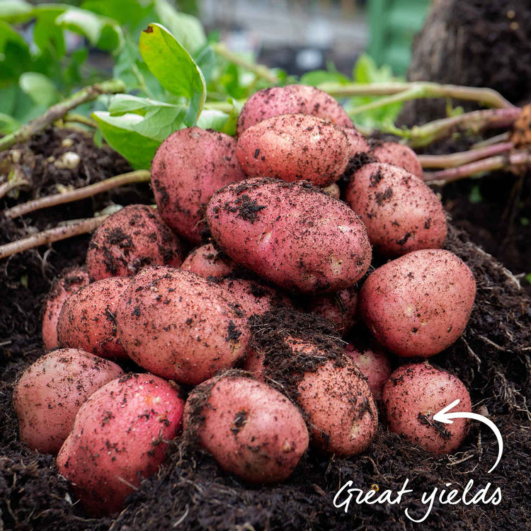 Albert Bartlett Seed Potato 'Rooster'