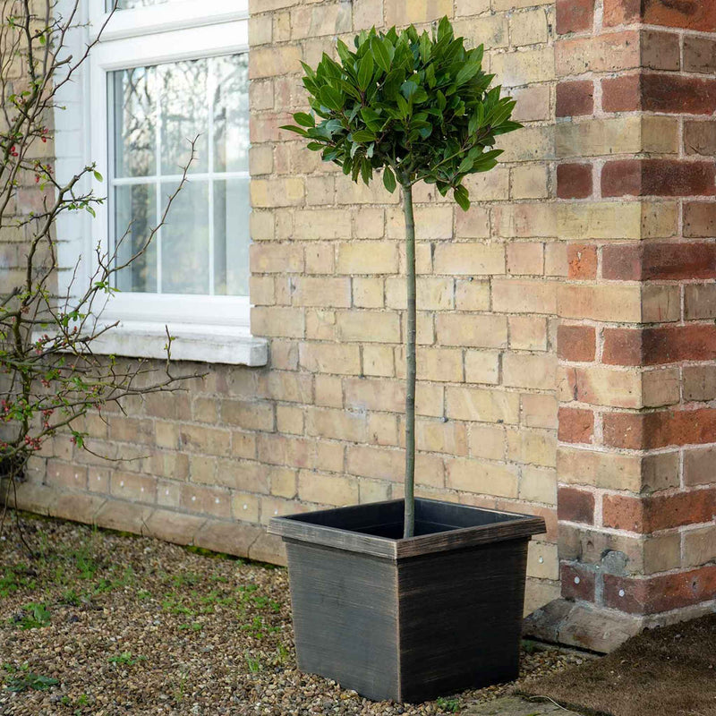 Bay Tree Standard 100cm Pair with Planter