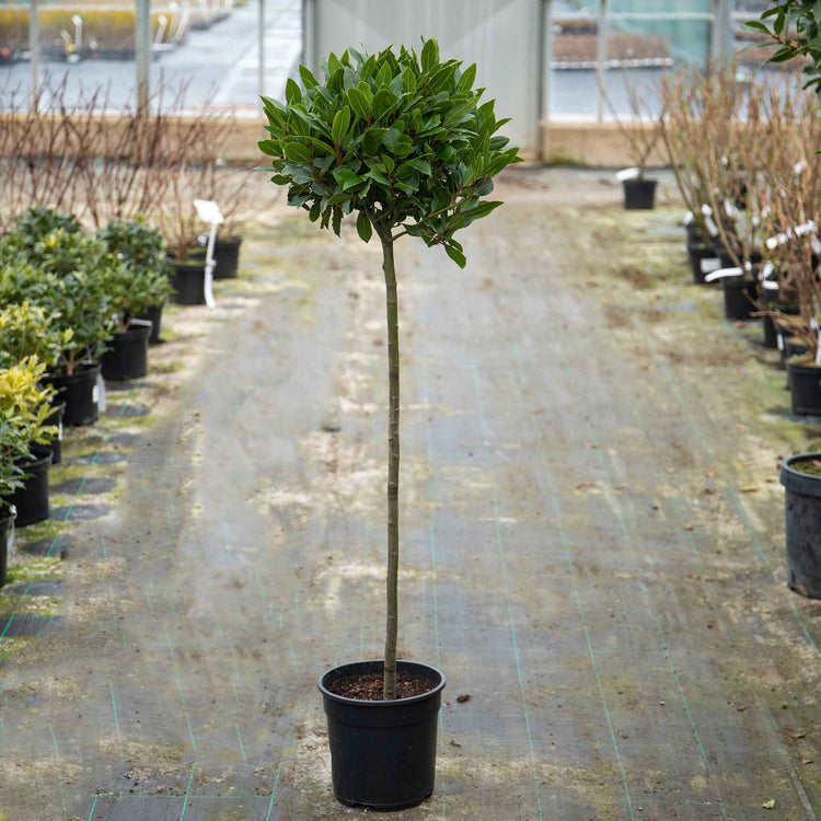 Bay Tree Standard 100-160cm