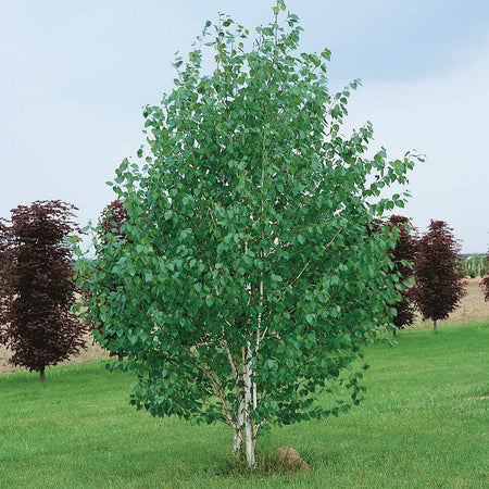 Himalayan Birch Tree