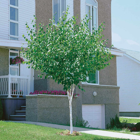 Himalayan Birch Tree