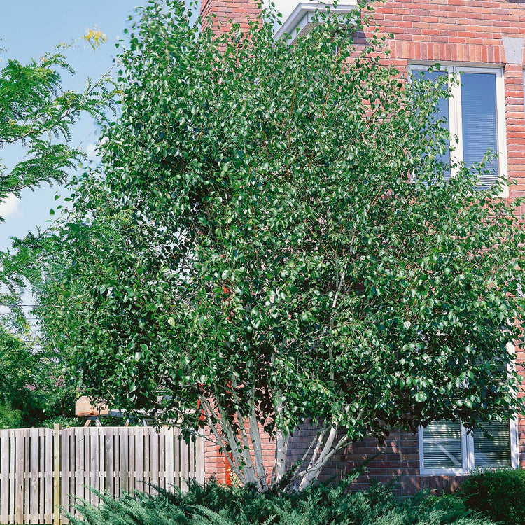 Himalayan Birch Tree