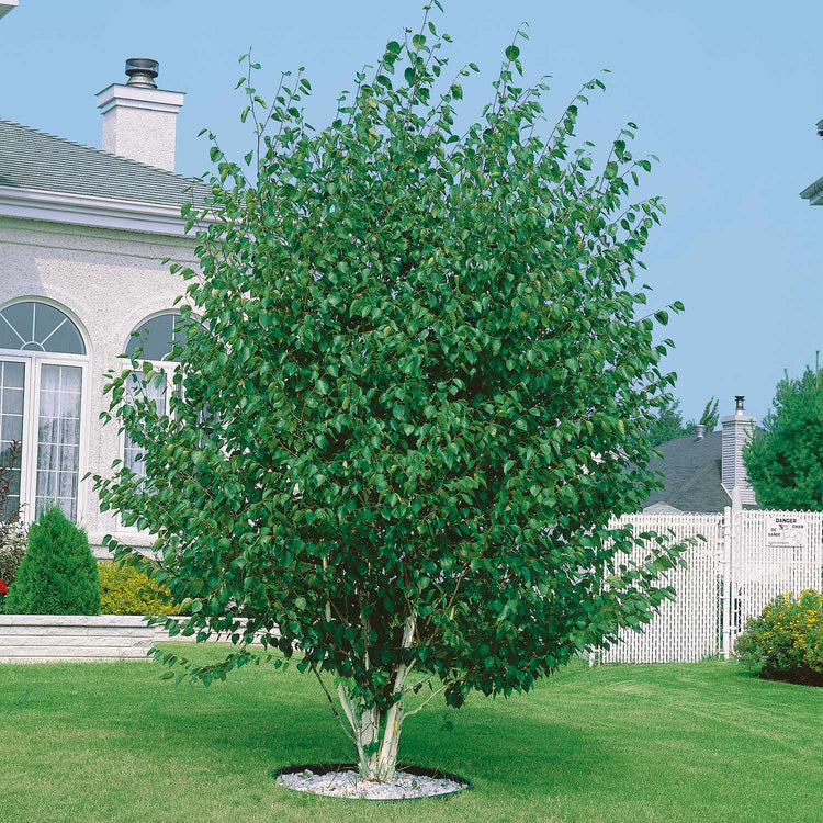 Himalayan Birch Tree