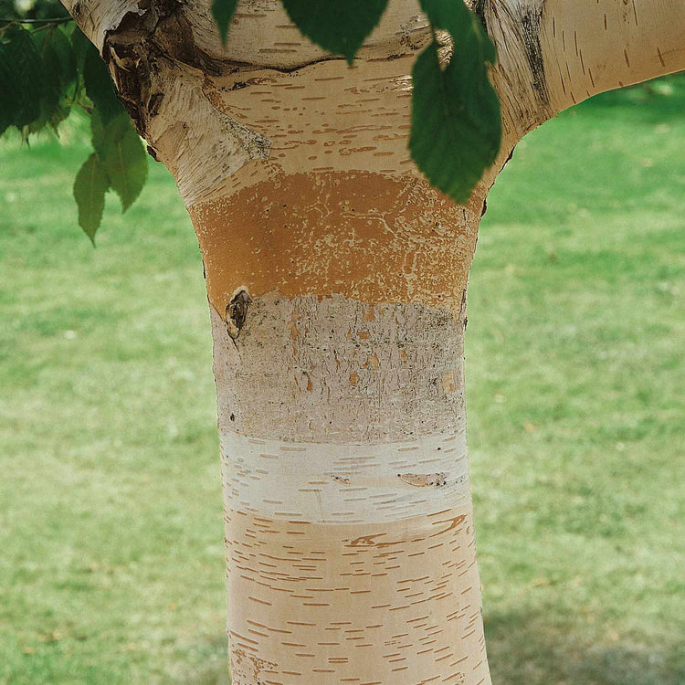 Himalayan Birch Tree