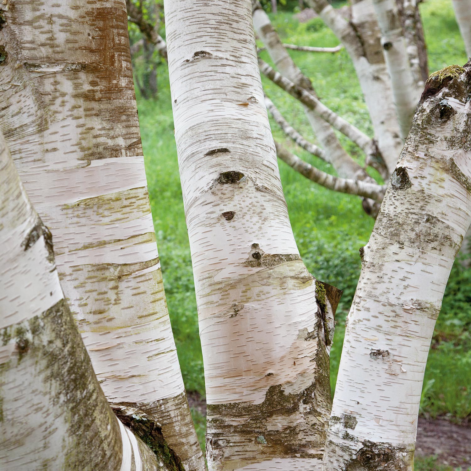 Birch Betula Jacquemontii 10Ltr Tree | Buy Trees Online | Trees for ...