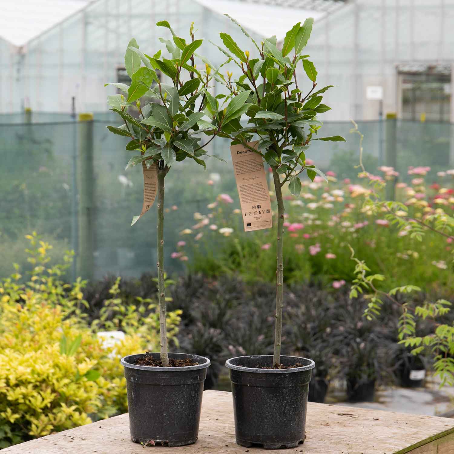 Bay Trees Standard Small 50cm Pair Buy Bay Trees Online Bay Trees