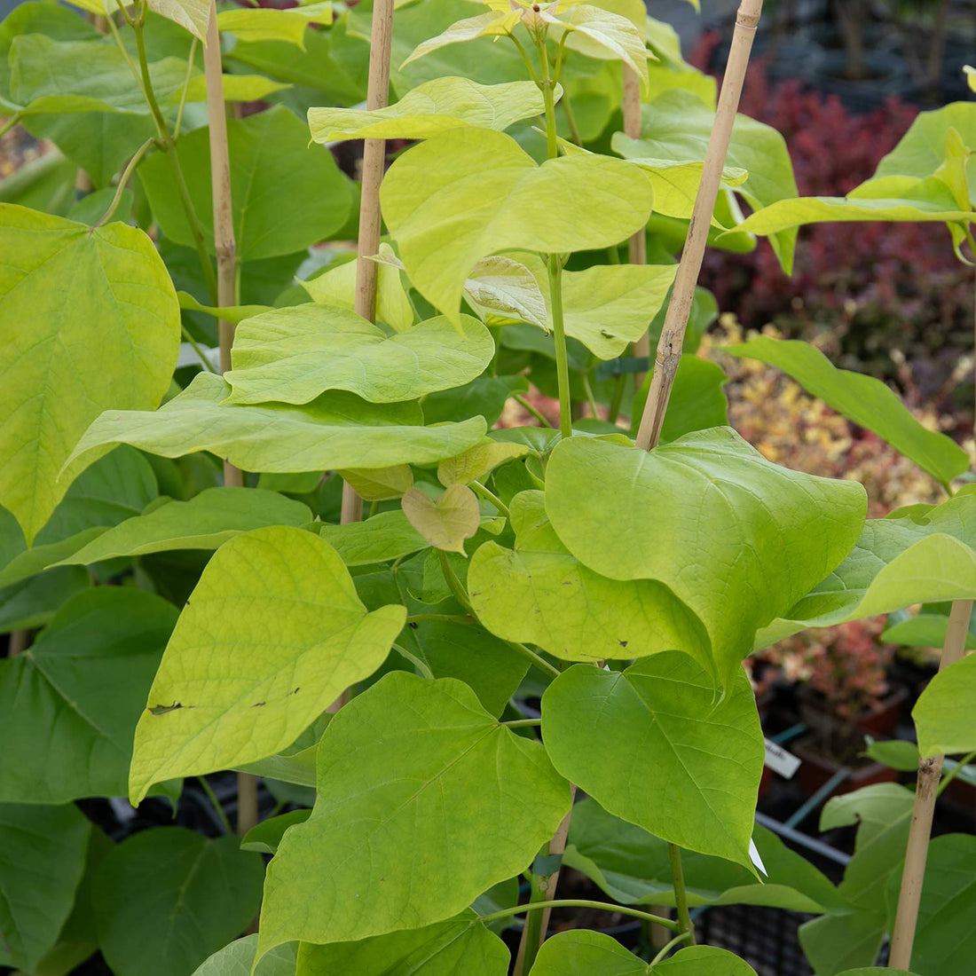 Indian Bean Tree | Marshalls Garden