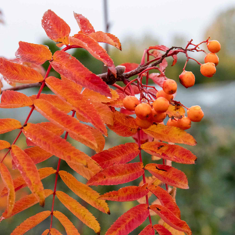 Mountain Ash Sorbus Tree 'Apricot Queen'