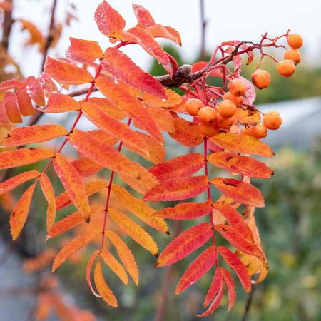 Mountain Ash Sorbus Tree 'Apricot Queen'