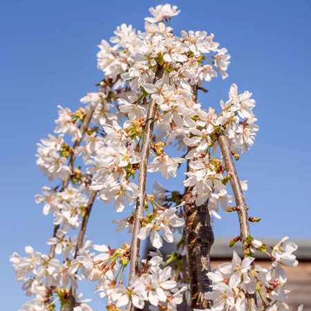 Flowering Cherry Tree 'Snow Showers'