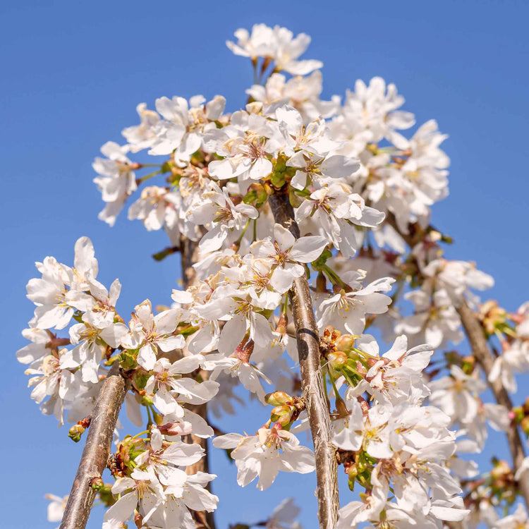 Flowering Cherry Tree 'Snow Showers'