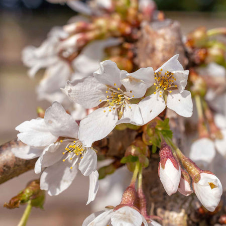 Flowering Cherry Tree 'Snow Showers'