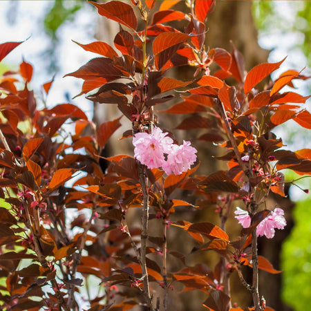 Flowering Cherry Tree 'Royal Burgundy'