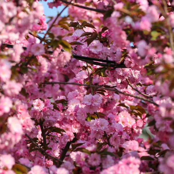 Flowering Cherry Tree 'Royal Burgundy'