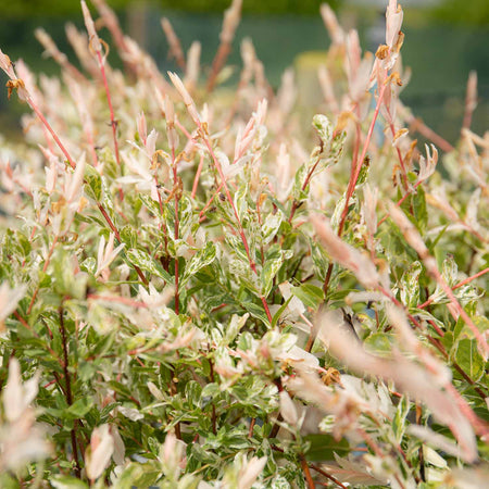 Flamingo Willow Tree