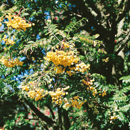 Mountain Ash Tree 'Joseph Rock'
