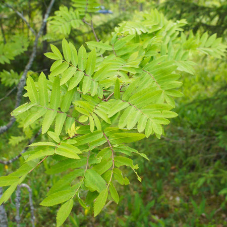 Mountain Ash Tree 'Joseph Rock'