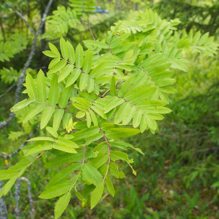 Mountain Ash Tree 'Joseph Rock'
