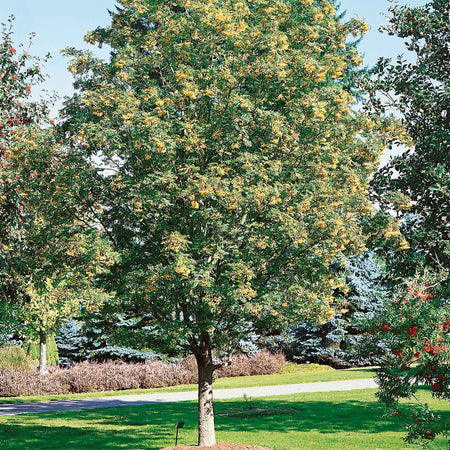 Mountain Ash Tree 'Joseph Rock'