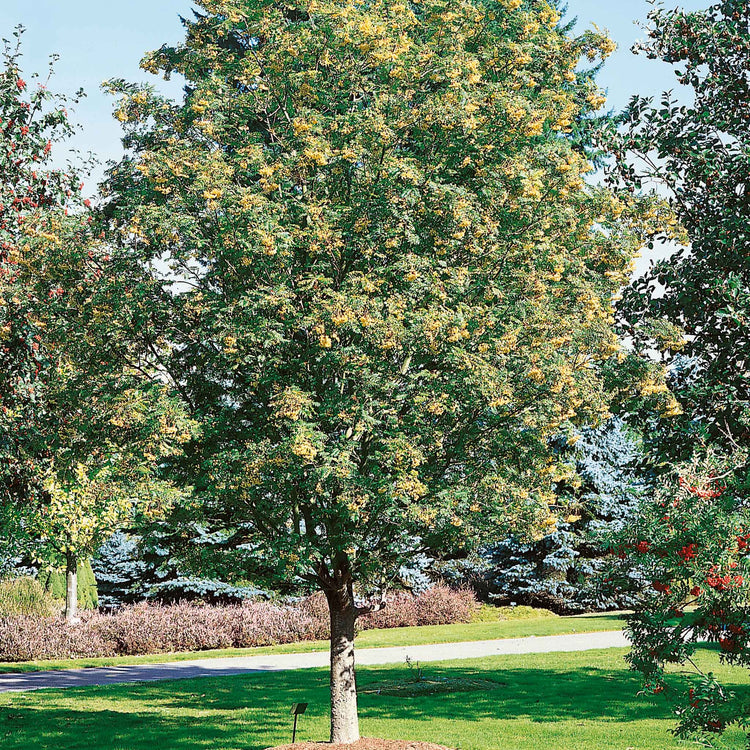 Mountain Ash Tree 'Joseph Rock'