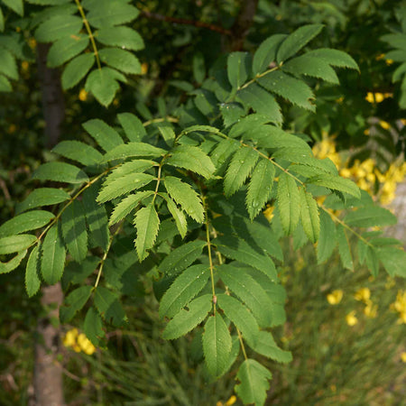 Mountain Ash Tree 'Joseph Rock'