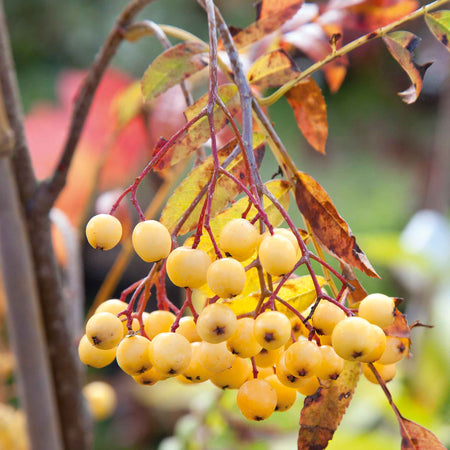 Mountain Ash Tree 'Joseph Rock'