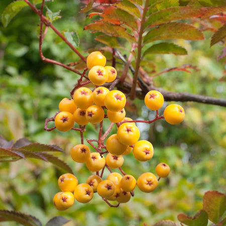 Mountain Ash Tree 'Joseph Rock'