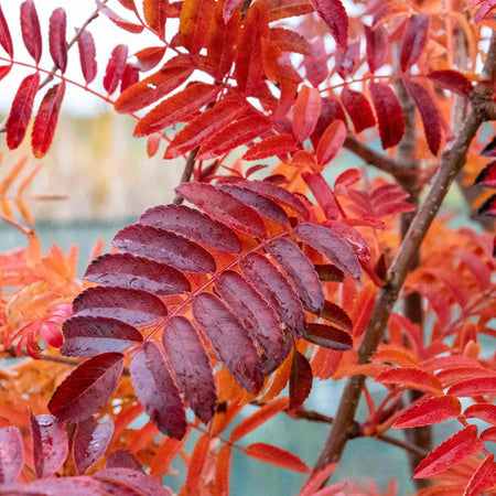 Mountain Ash Tree 'Joseph Rock'