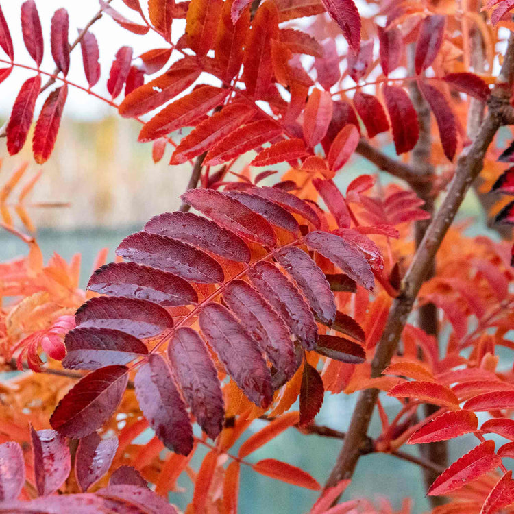 Mountain Ash Tree 'Joseph Rock'