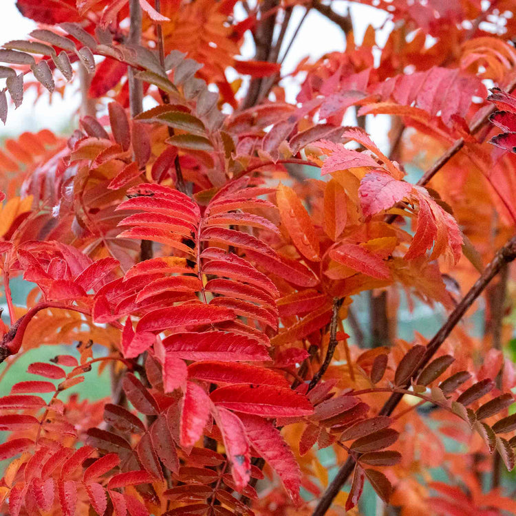 Mountain Ash Tree 'Joseph Rock'