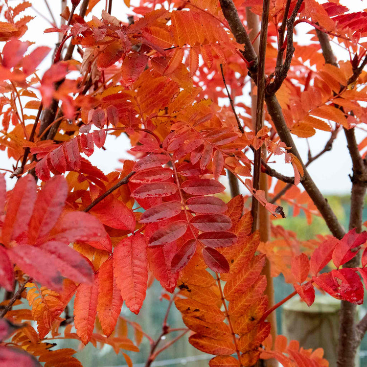 Mountain Ash Tree 'Joseph Rock'