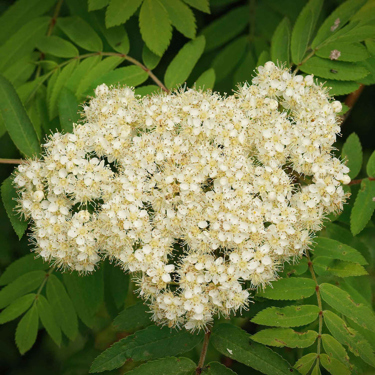 Mountain Ash Tree 'Joseph Rock'