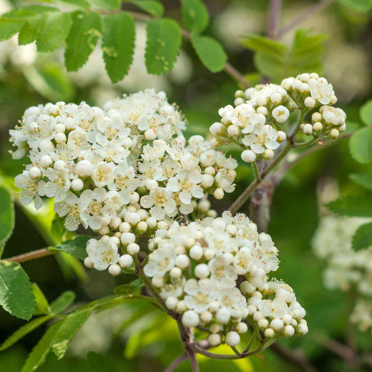 Mountain Ash Tree 'Joseph Rock'