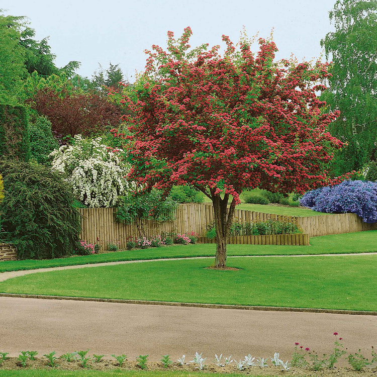 Hawthorn Tree 'Paul's Scarlet'