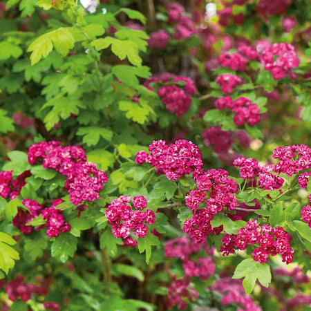 Hawthorn Tree 'Paul's Scarlet'