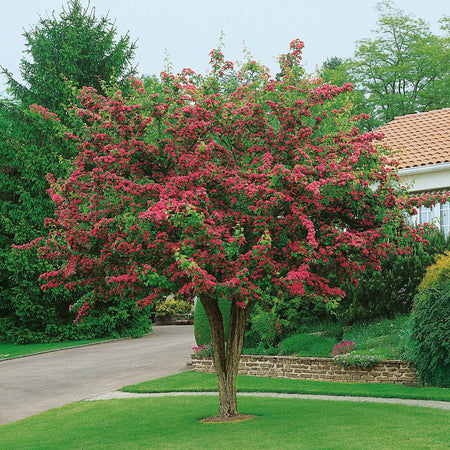 Hawthorn Tree 'Paul's Scarlet'