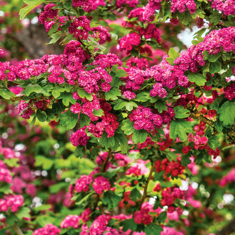 Hawthorn Tree 'Paul's Scarlet'