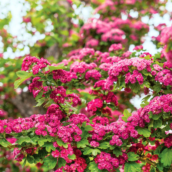 Hawthorn Tree 'Paul's Scarlet'